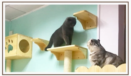 Wooden Cat Litter