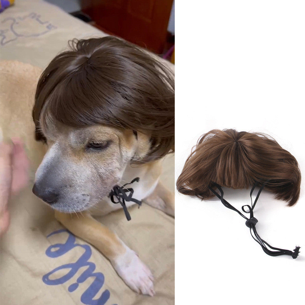 Halloween Pet Costume