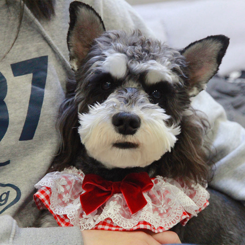 Cute Pet Jewelry