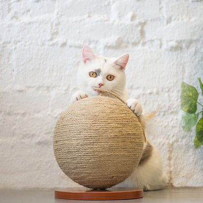 Cat catches ball