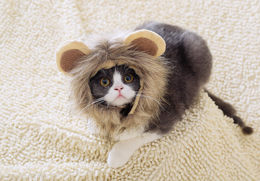 Cute Cat Headgear