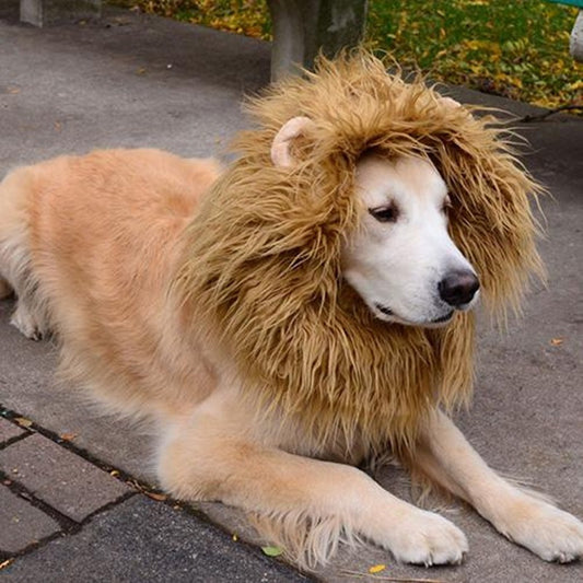 Pet Cosplay Outfit
