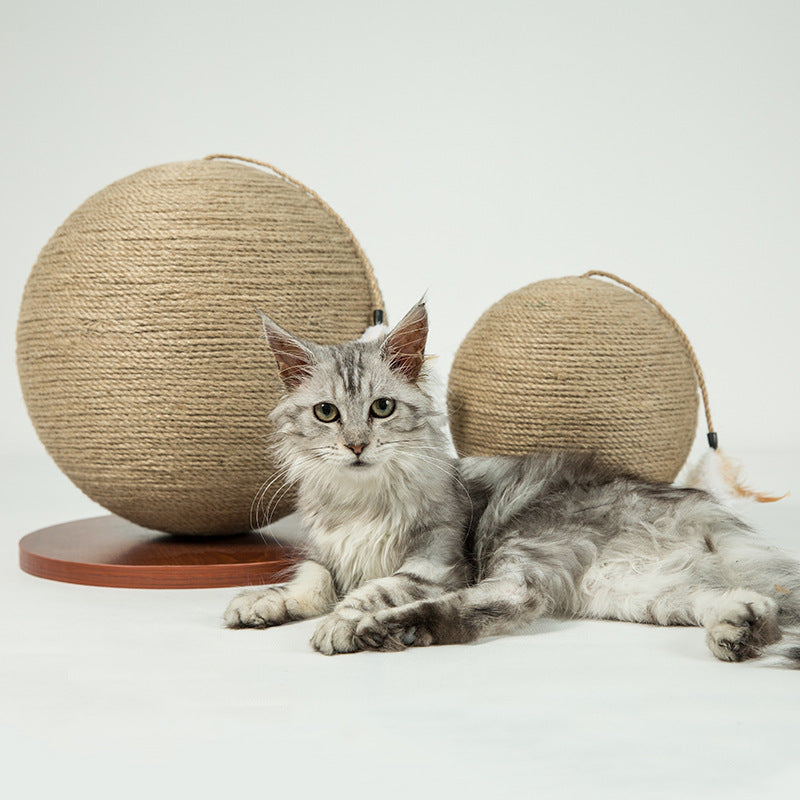 Cat catches ball