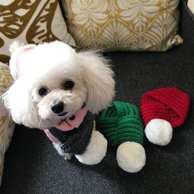 Cat Dog Scarf