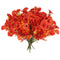 Autumn Red Morning Glory
