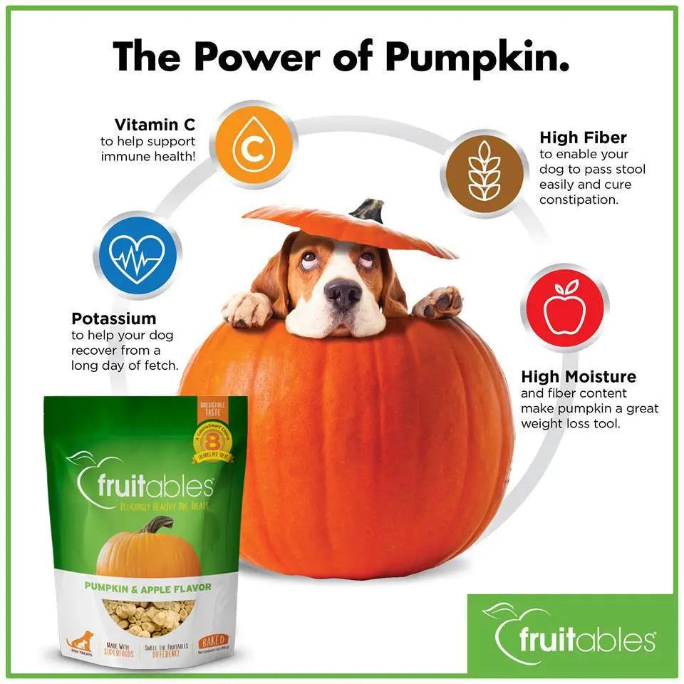 FRTABLE PMPKN BRY DG TRT ( 12 X 5 OZ   )