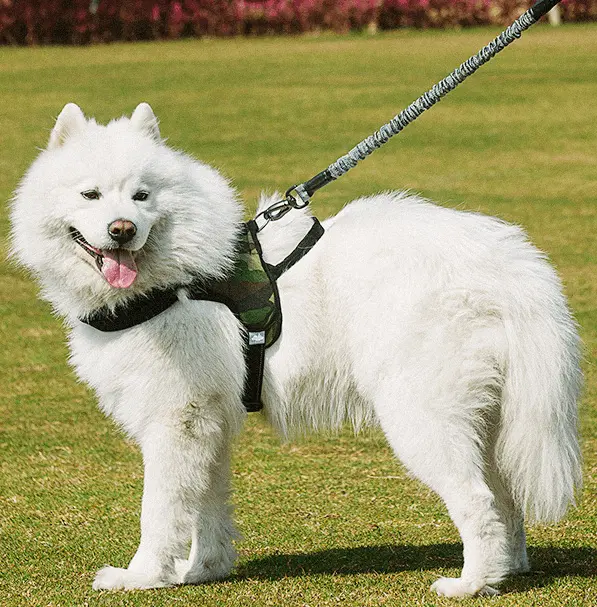 Ultimate Freedom Dog Leash & Harness Combo