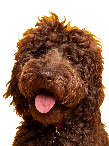 Antler Pumpkin Biscuits