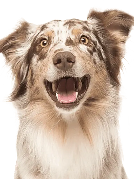 NEW!! CBD Calming Treats