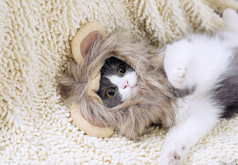 Cute Cat Headgear