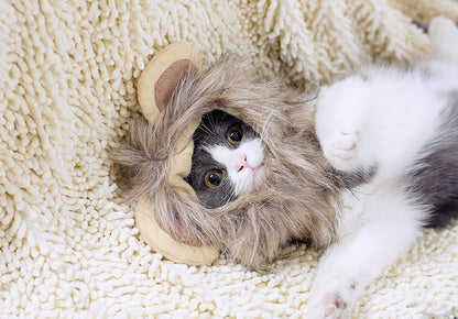 Cute Cat Headgear